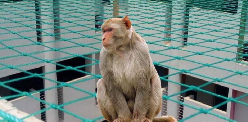 Monkey Safety Nets In Hyderabad| Call 7386237793For Net Fixing